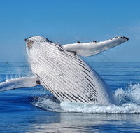 Whale Watching Dunsborough - Tourism Caloundra