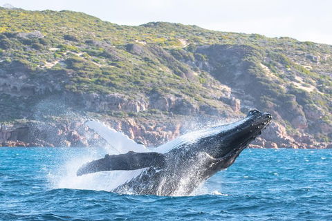 Jet Boat Whale Watching Safari From Dunsborough - Tourism Caloundra 0