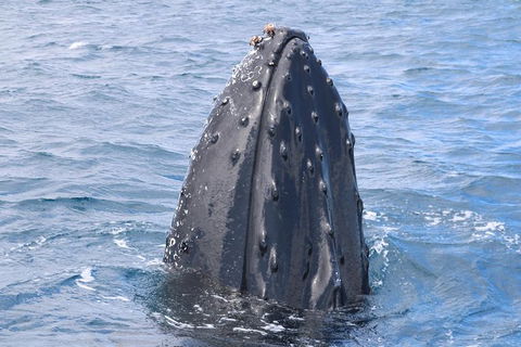 Jet Boat Whale Watching Safari From Dunsborough - Tourism Caloundra 1