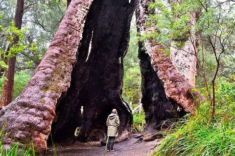 Albany Southwest Wilderness Day Tour - Fly From Perth - Tourism Caloundra 7