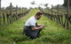 Vasse Felix Epicurean Tour And Tasting Experience With 5 Course Lunch - thumb 9