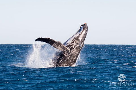 Turtle Tours On The Ningaloo Reef, Exmouth. 1/2 Day Cruise. - Tourism Caloundra 0