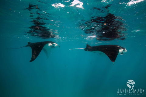 Turtle Tours On The Ningaloo Reef, Exmouth. 1/2 Day Cruise. - Tourism Caloundra 1