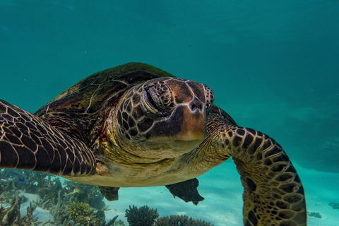 Turtle Tours On The Ningaloo Reef, Exmouth. 1/2 Day Cruise. - Tourism Caloundra 2