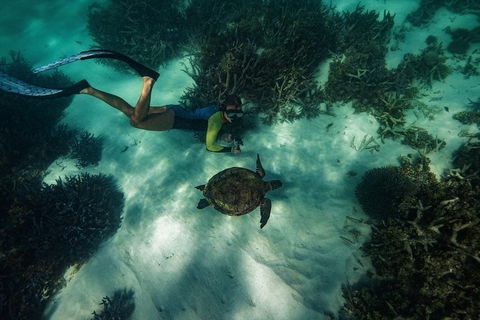 Turtle Tours On The Ningaloo Reef, Exmouth. 1/2 Day Cruise. - Tourism Caloundra 3