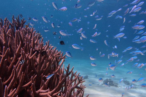 Turtle Tours On The Ningaloo Reef, Exmouth. 1/2 Day Cruise. - Tourism Caloundra 4