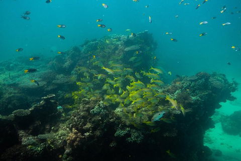 Turtle Tours On The Ningaloo Reef, Exmouth. 1/2 Day Cruise. - Tourism Caloundra 6