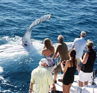 Half-Day Whale Watching Sunset Cruise from Broome - Tourism Caloundra