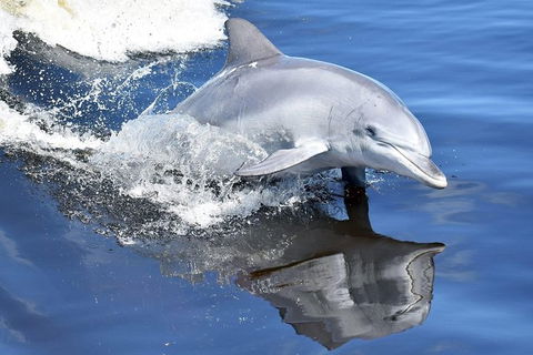 Mandurah Dolphin Island Adventure - Tourism Caloundra 14