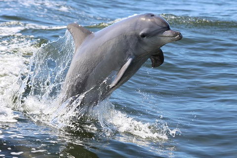 Mandurah Dolphin Island Adventure - Tourism Caloundra 11