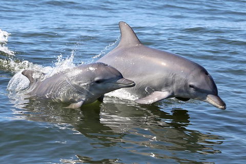 Mandurah Dolphin Island Adventure - Tourism Caloundra 6