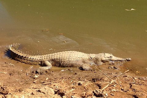 Amazing Windjana Gorge And Tunnel Creek Adventure From Broome - Tourism Caloundra 7