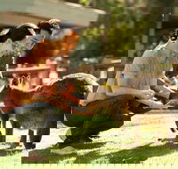 Very Best of Perth Tour - Wildlife Park  City Highlights Tour - Tourism Caloundra