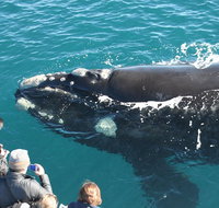 Augusta Whale Watching Eco Tour - Tourism Caloundra