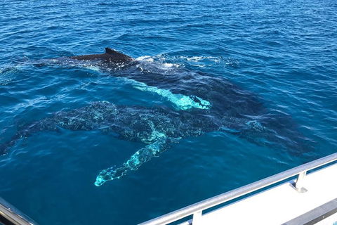 Busselton Whale Watching - Tourism Caloundra 0