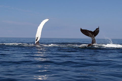 Busselton Whale Watching - Tourism Caloundra 1