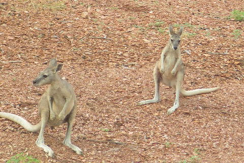 Lake Argyle Morning Cruise - Tourism Caloundra 9