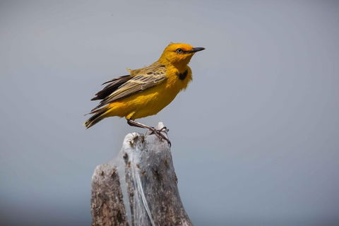 Lake Argyle Birdwatching Charter - Tourism Caloundra 0
