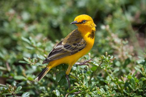 Lake Argyle Birdwatching Charter - Tourism Caloundra 5