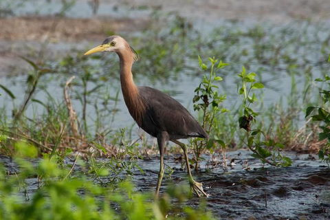 Lake Argyle Birdwatching Charter - Tourism Caloundra 9