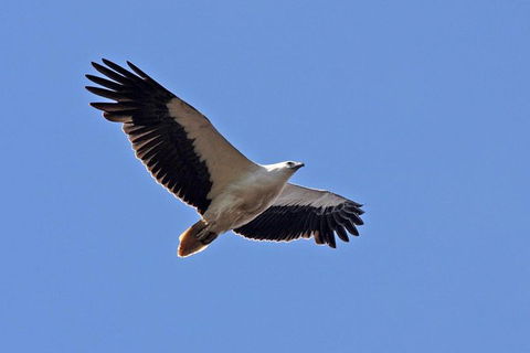 Lake Argyle Birdwatching Charter - Tourism Caloundra 4