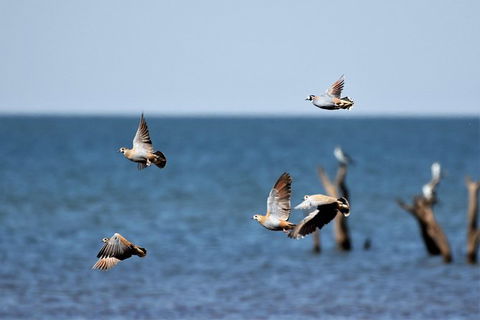 Lake Argyle Birdwatching Charter - Tourism Caloundra 8
