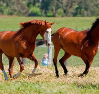 Living Legends Champion Racehorse Guided Tour