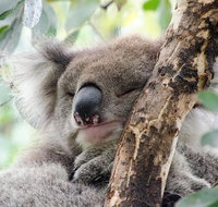 Great Ocean Road Reverse Itinerary and Phillip Island 2 Day Wildlife Encounter