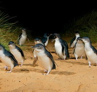 Private Tour to Phillip Island with Ranger Guided Experience