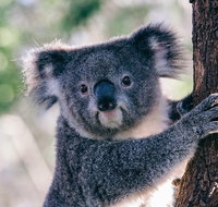 Private Tour Healesville Sanctuary Wildlife  Puffing Billy Steam Train