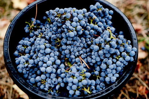 Half Day Yarra Valley Winery Day Trip From Melbourne - Tourism Caloundra 4