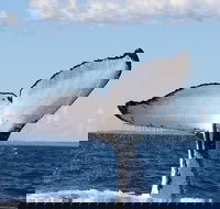 Phillip Island Whale Watching Tour - Tourism Caloundra
