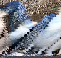 Day Tour of Phillip Island Nature Parks  Penguins - Tourism Caloundra