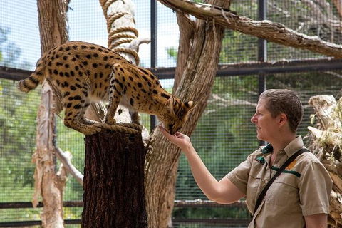 African Cat Encounter At Werribee Open Range Zoo - Tourism Caloundra 1