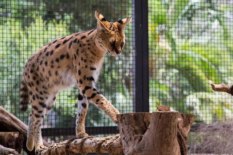 African Cat Encounter At Werribee Open Range Zoo - Tourism Caloundra 0