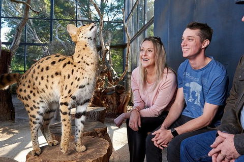 African Cat Encounter At Werribee Open Range Zoo - Tourism Caloundra 5