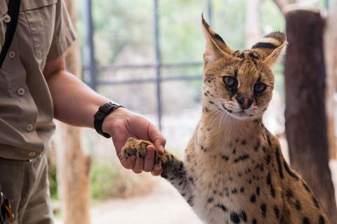 African Cat Encounter At Werribee Open Range Zoo - Tourism Caloundra 3