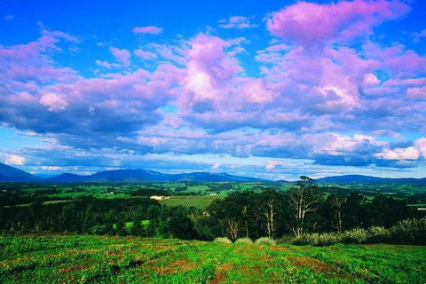 Yarra Valley Wine And Cider Tours By Classic Convertibles From Melbourne - Tourism Caloundra 11