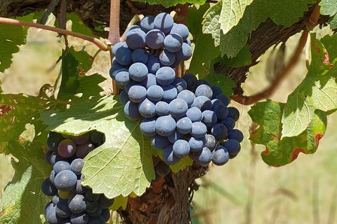 Wine Tasting Tour In The Yarra Valley - Tourism Caloundra 7