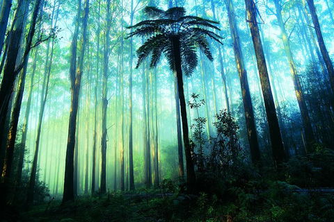 Half Day Puffing Billy Train Journey From Melbourne - Tourism Caloundra 7