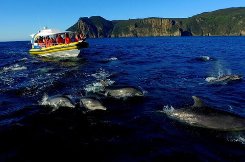 3-Hour Tasman Peninsula Wilderness Cruise From Port Arthur - Tourism Caloundra 4
