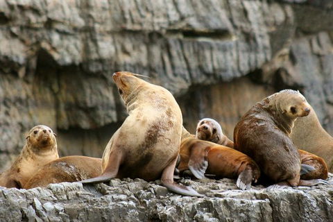 3-Hour Tasman Peninsula Wilderness Cruise From Port Arthur - Tourism Caloundra 3
