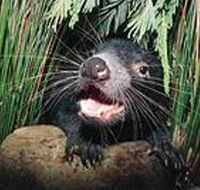 Hobart Shore Excursion Half Day Bonorong Wildlife Park with Richmond Tour - Tourism Caloundra