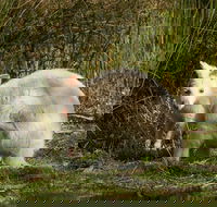 Bruny Island premium private photo-oriented day tour from Hobart - Tourism Caloundra