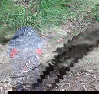 South East Food Sightseeing Private Tour with the Tasmanian Devil Unzoo - Tourism Caloundra