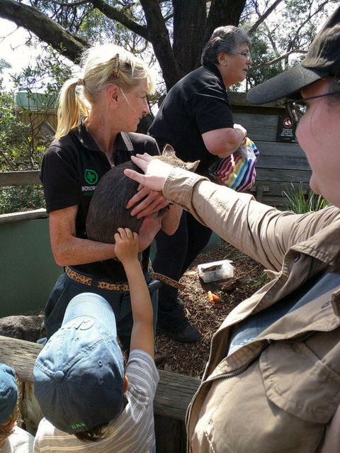 Private Bonorong Wildlife Sanctuary And Richmond 5 Hour Trip From Hobart - Tourism Caloundra 5