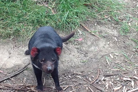 Private Bonorong Wildlife Sanctuary And Richmond 5 Hour Trip From Hobart - Tourism Caloundra 0