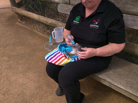 Private Bonorong Wildlife Sanctuary And Richmond 5 Hour Trip From Hobart - Tourism Caloundra 2