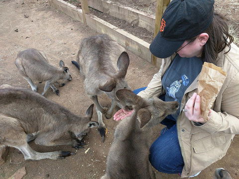 Private Bonorong Wildlife Sanctuary And Richmond 5 Hour Trip From Hobart - Tourism Caloundra 3