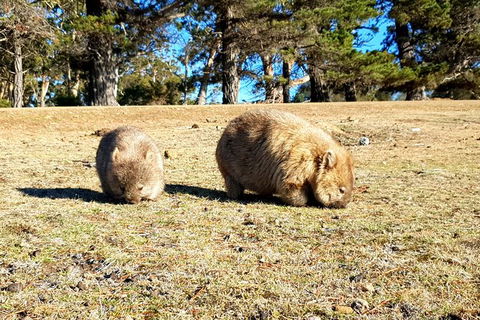 2-Day: Hiking Tour: Maria Island & Mount Field - Tourism Caloundra 3
